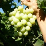 Саджанці винограду "Антоній Великий"