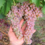 Саджанці винограду "Кишмиш АЗОС"