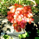 Саджанці винограду "Юліан"