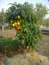 Саджанці персика колоновидного "Сувенір" (середньоспілий сорт) - Зображення 2