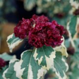 Саджанці гібіскусу Purpureus Variegatus (Р9)