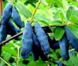 Жимолость їстівна "Блакитний банан" - Зображення 2