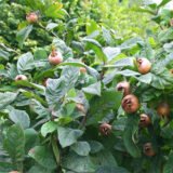 Саджанці мушмули німецької - Зображення 2