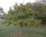 Саджанці мушмули німецької - Зображення 3