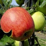 Саджанці яблуні "Целесте"