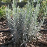 Саджанці лаванди англійської вузьколистої Munstead (h-20-30) - Зображення 4