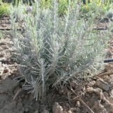 Саджанці лаванди англійської вузьколистої Munstead (h-20-30) - Зображення 3