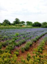 Саджанці лаванди англійської вузьколистої Munstead (h-20-30) - Зображення 2