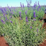 Саджанці лаванди англійської вузьколистої Munstead (h-20-30)