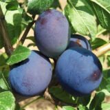Саджанці сливи "Візіон" (пізньоспілий сорт) - Зображення 2
