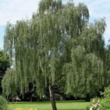 Саджанці берези повислої - Зображення 2