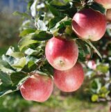 Саджанці яблуні  "Фуджі Фубракс"