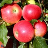 Саджанці яблуні "Дискавері"