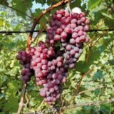 Саджанці винограду "Кишмиш Аксайський"