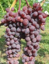 Саджанці винограду "Кишмиш Аксайський" - Зображення 2