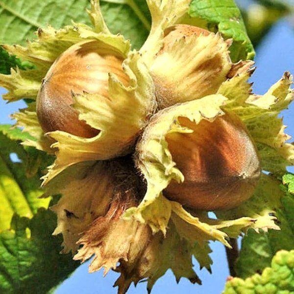 2752156865_sazhentsy-funduka-katalonskogo.jpg Саджанці фундука "Каталонського" (відводок) - Зображення 1