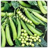 Преладо насіння гороху (Syngenta) 20 шт - Зображення 2