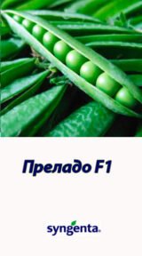 Преладо насіння гороху (Syngenta) 20 шт - Зображення 3
