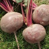 Водан F1 насіння буряка столового 2 г. - Зображення 2