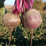 Детройт насіння буряка столового (Satimex) 3 г - Зображення 3