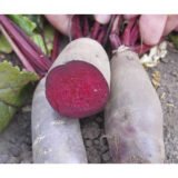 Ломако насіння буряка столового (Rijk Zwaan) 200 шт - Зображення 2