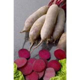 Ломако насіння буряка столового (Rijk Zwaan) 200 шт - Зображення 3