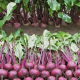 Буряк Пабло F1, 200 шт. (Власне фасування з оригінального упакування), (Bejo Zaden).