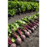 Буряк Пабло F1, 200 шт. (Власне фасування з оригінального упакування), (Bejo Zaden). - Зображення 3