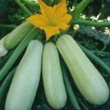 Ангеліна F1 насіння кабачка (Syngenta) 5 шт - Зображення 2