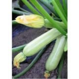Ангеліна F1 насіння кабачка (Syngenta) 5 шт - Зображення 3
