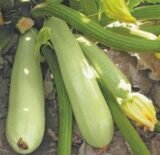 Дафна F1 (Дефні F1) насіння кабачка (Syngenta) 5 шт - Зображення 2