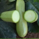 Езра F1 насіння кабачка (Hazera) 5 шт - Зображення 3