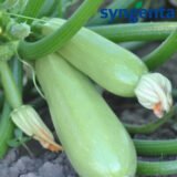 Карізма F1 насіння кабачка (Syngenta) 5 шт - Зображення 2