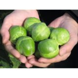 Франклін F1 насіння капусти брюссельскої (Bejo) 10 шт - Зображення 2