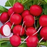 Насіння редиски Джолі (Clause) 3 г - Зображення 2