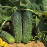 Аякс F1 насіння огірка (Nunhems) 50 шт - Зображення 2