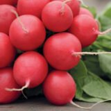 Редис Рондар F1, 2 г. (Syngenta). - Зображення 2