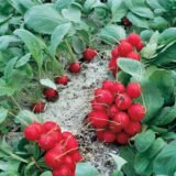 Редис Рондар, 2 г. (Власне фасування з оригінального упакування), (Syngenta). - Зображення 3