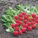 Редис Ронділ, 5 г. (Власне фасування з оригінального упакування), (Rijk Zwaan). - Зображення 3