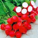 Насіння редиски Рудольф (Bejo) 10 г - Зображення 2