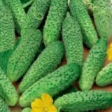 Маша F1 насіння огірка (Seminis) 10 шт(Нідерланди) - Зображення 2