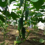 Маша F1 насіння огірка (Seminis) 10 шт(Нідерланди) - Зображення 3