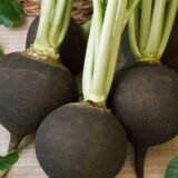 Насіння редьки Чорна (Satimex) 3 г - Зображення 2