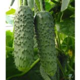 Амур F1 насіння огірка (Bejo) 50 шт - Зображення 2