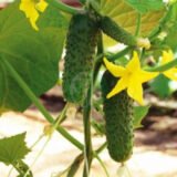 Амур F1 насіння огірка (Bejo) 50 шт - Зображення 3