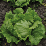 Робінсон насіння салату (Hazera) 30 шт - Зображення 3