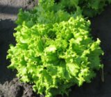 Фанлі насіння салату (Syngenta) 30 шт - Зображення 3