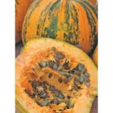 Нейкедсід насіння гарбуза голонасіннєвого (Servise plus (GSN) 10 шт - Зображення 3