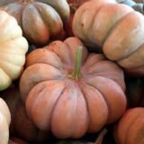 Мускат де Прованс насіння гарбуза (Satimex) 10 шт - Зображення 3