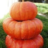 Руж Віф д'Етамп насіння гарбуза (Servise plus (GSN) СДБ) 8 шт - Зображення 3